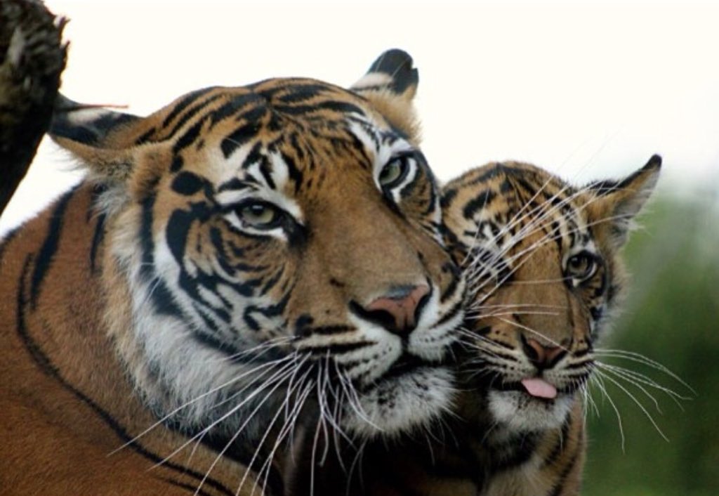 Zookeepers wanted two tigers to mate; The mating ended with a dead tiger