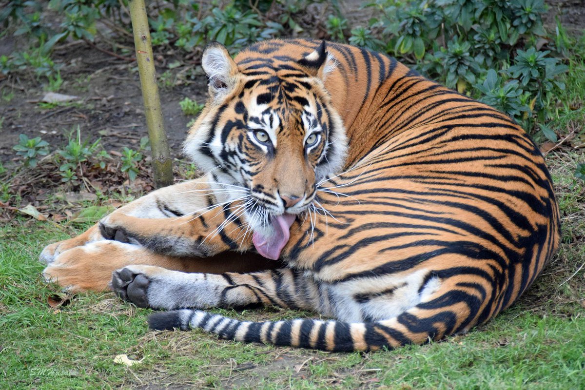 Zookeepers wanted two tigers to mate; The mating ended with a dead tiger