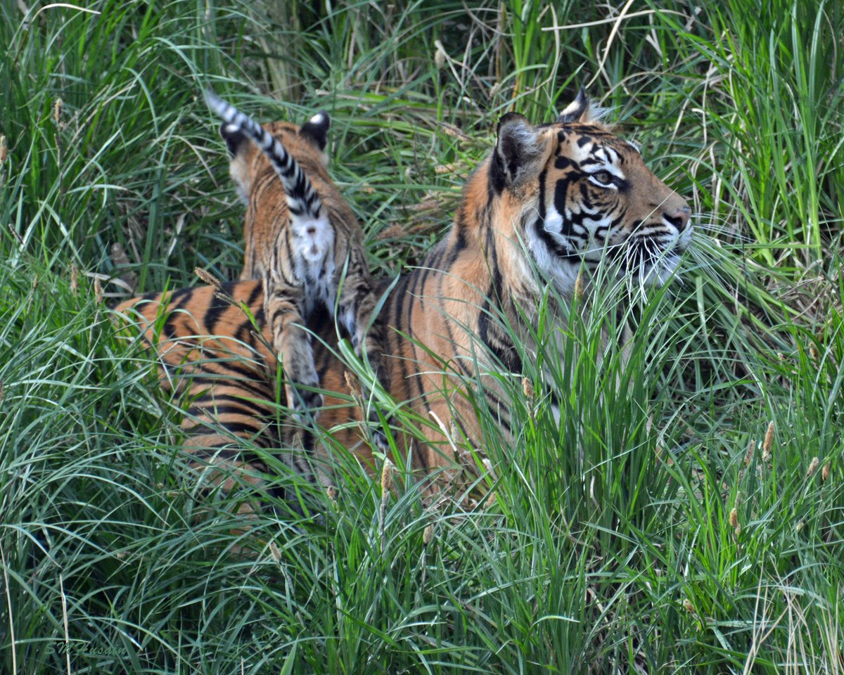 Tigers