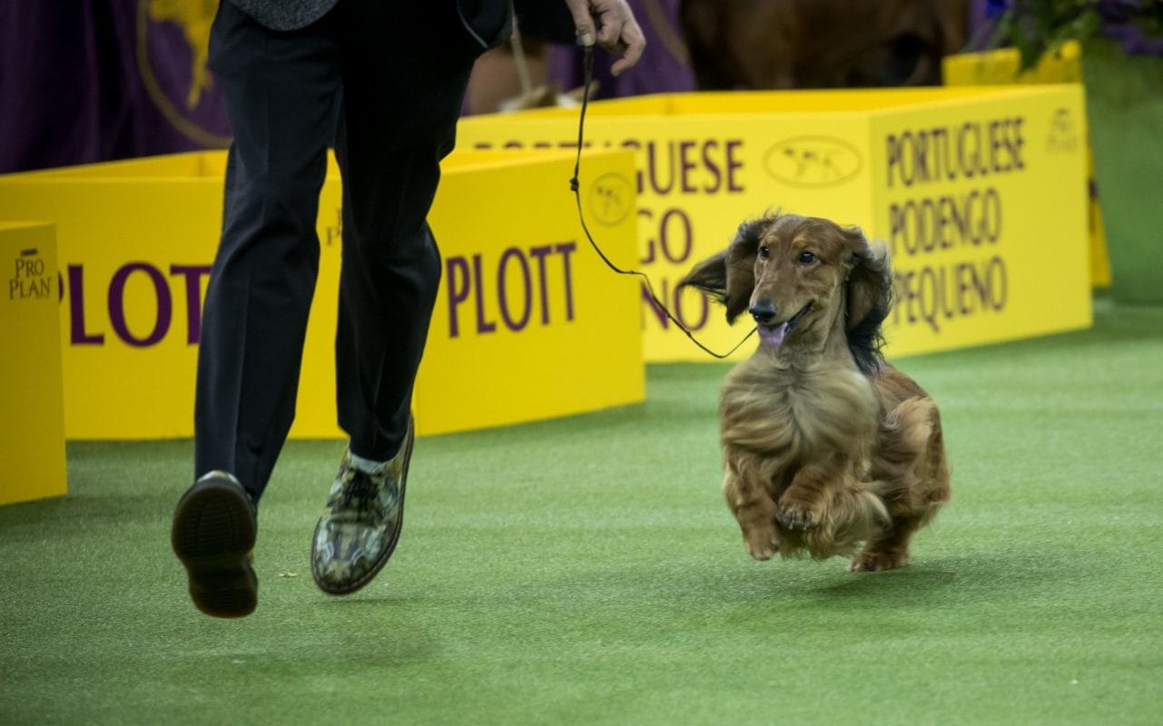 A Wire Fox Terrier 'Best in Show' award at the 143rd Westminster Kennel Club Dog Show; But people say ‘Dachshund’ was robbed