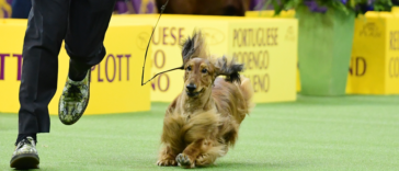 A Wire Fox Terrier 'Best in Show' award at the 143rd Westminster Kennel Club Dog Show; But people say ‘Dachshund’ was robbed