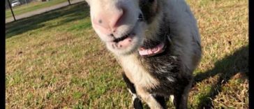 Watch A Lamb Dancing With Vet's Staff; It Will be The Cutest Thing You’ll See Today