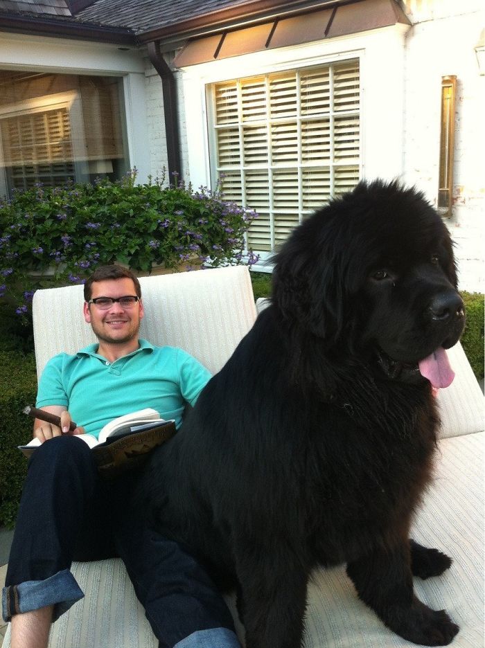 Funny and Cute Photos of Newfoundlands, and Its Crazy How Massive They Are