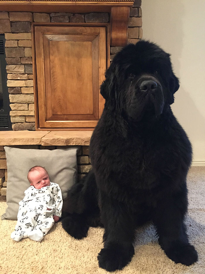 Funny and Cute Photos of Newfoundlands, and Its Crazy How Massive They Are