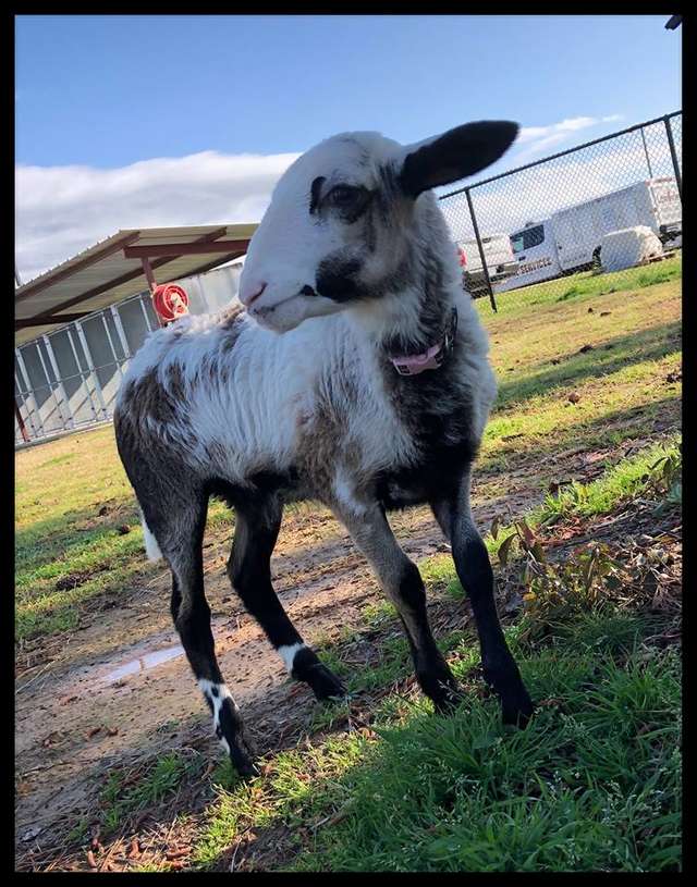 Watch A Lamb Dancing With Vet's Staff; It Will be The Cutest Thing You’ll See Today