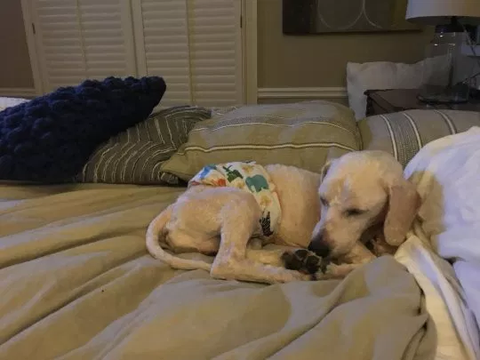 Jordan Knight; Dog Rescued From Puppy Mill Could Only Sleep While Standing Up