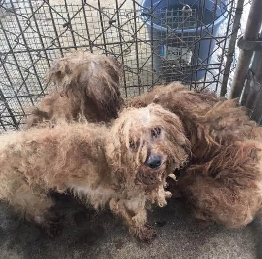 Jordan Knight; Dog Rescued From Puppy Mill Could Only Sleep While Standing Up