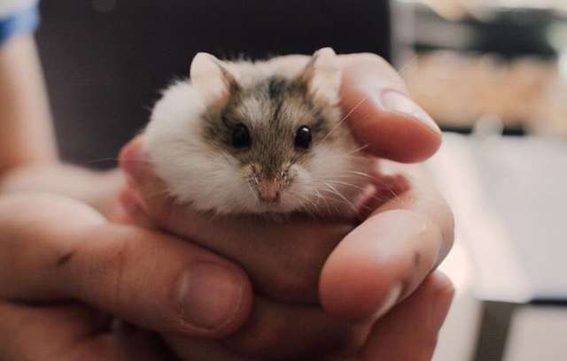 Kirk; the dwarf hamster gets a special gift after he hurt his paw