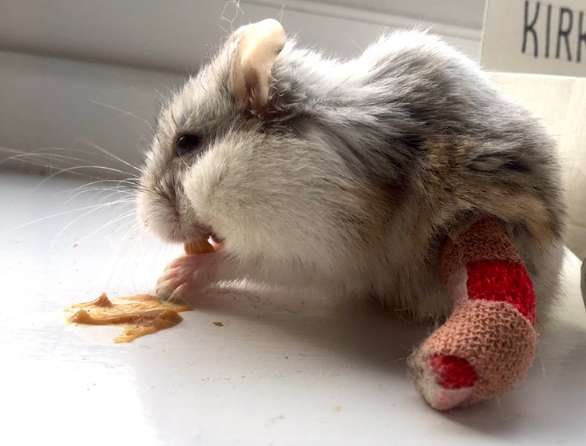 Kirk; the dwarf hamster gets a special gift after he hurt his paw