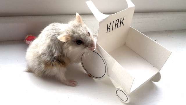 Kirk; the dwarf hamster gets a special gift after he hurt his paw