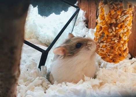 Kirk; the dwarf hamster gets a special gift after he hurt his paw
