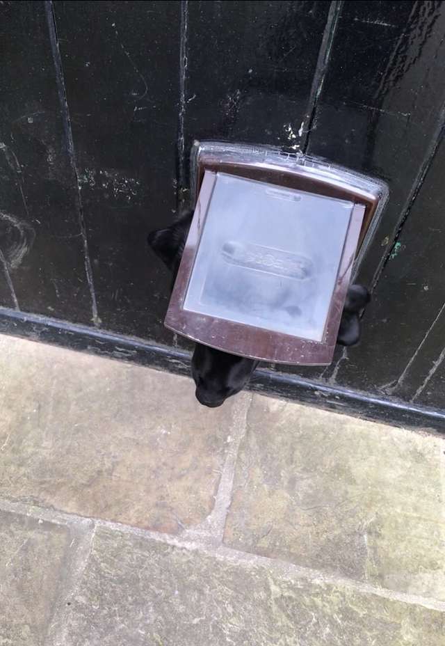 Dog Convinces Visitor To Play Fetch With Him Through The Door