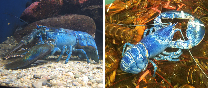 Rare Animals You Would be Lucky to Spot Even One of them