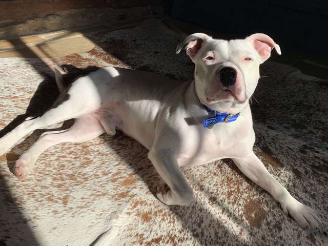 Snoop; the Dog Abandoned Before Christmas On Camera Gets Adopted And Now He Can’t Stop Smiling