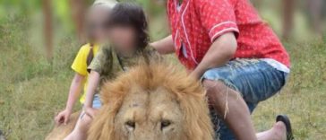 Taigan Safari Park in Crimea Lets Visitors Inside the Lion Enclosure