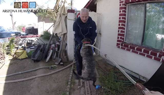 Rufio; the Pit Bull Puppy Gets Stuck On Roof; After Seeing his Rescuers he Gets Super Excited
