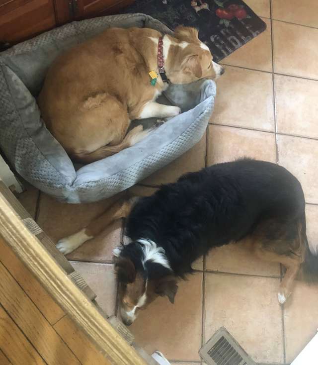 Jake; the Border Collie Saved From Shelter Smiles On His Way To New Home