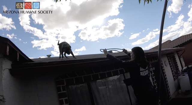 Rufio; the Pit Bull Puppy Gets Stuck On Roof; After Seeing his Rescuers he Gets Super Excited