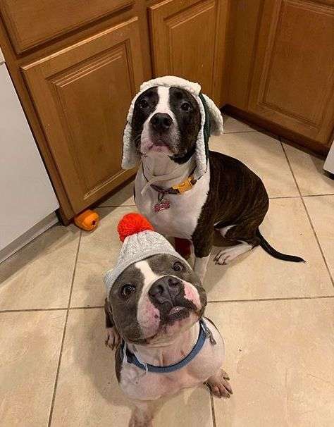 Meatloaf; The Rescued Pit Bull Was Scared of Any and Every thing Until Meeting His New Family