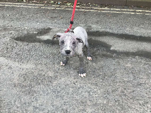 Man Leaves Tiny Bald Puppies At Vet's Office Twice