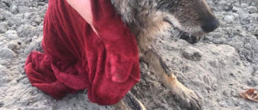 Two kind-hearted construction workers in Estonia Rescued “Dog” From Frozen Lake Brought It To Shelter And Found Out It Was A Wolf