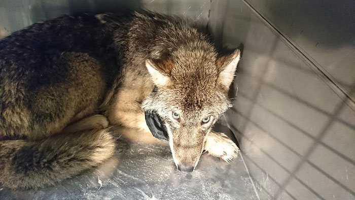 Two kind-hearted construction workers in Estonia Rescued “Dog” From Frozen Lake Brought It To Shelter And Found Out It Was A Wolf