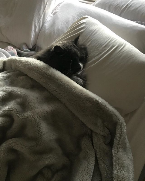 Wacky Felines That Are Purposely Failing at Being Cats