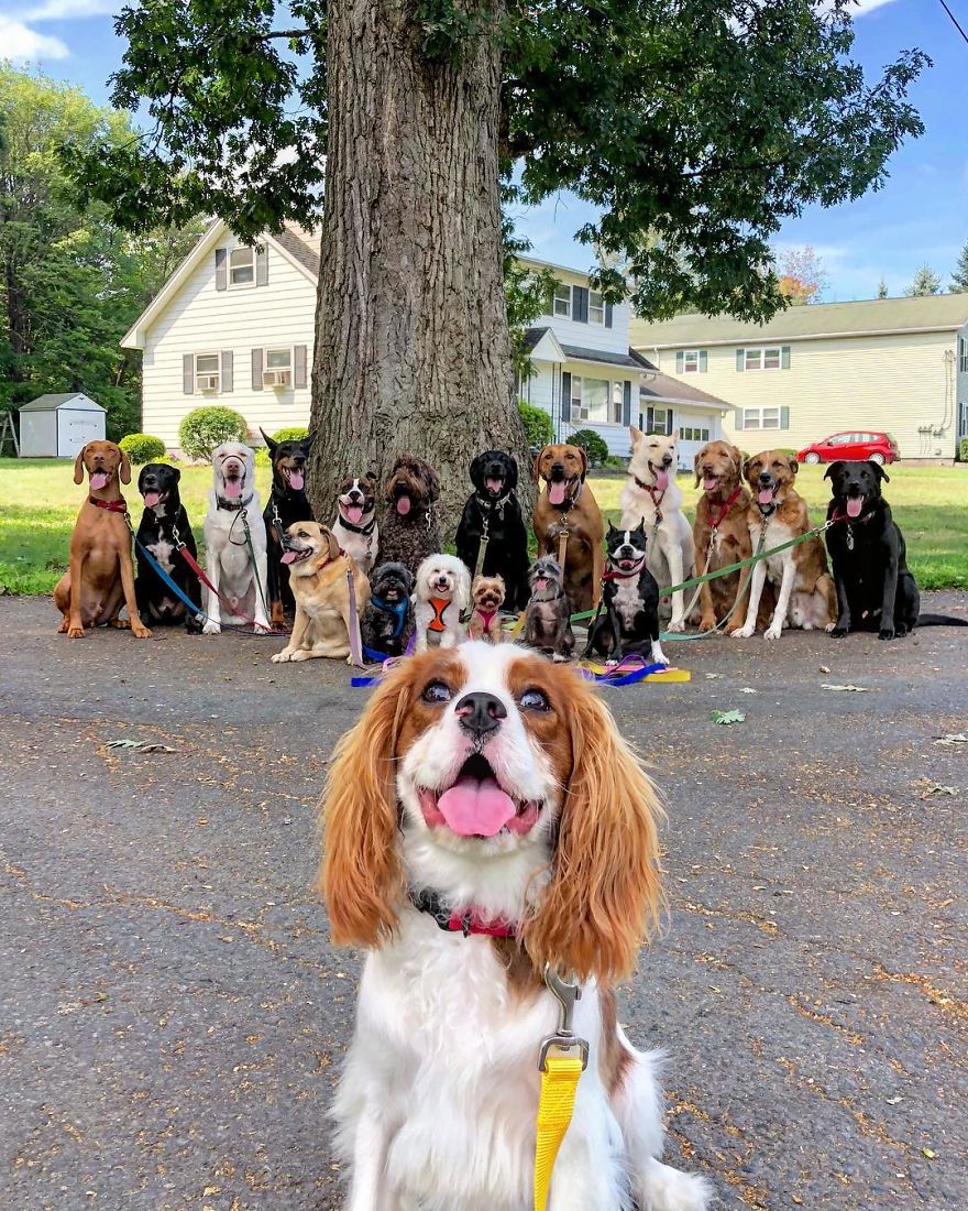 Saratoga Dog Walkers; Lovely Dogs 'Pack Walk' And Pose For Pictures Together Every Day