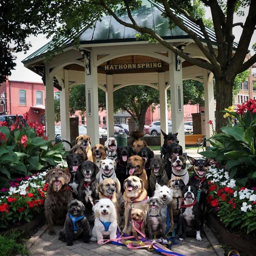 Saratoga Dog Walkers; Lovely Dogs 'Pack Walk' And Pose For Pictures Together Every Day
