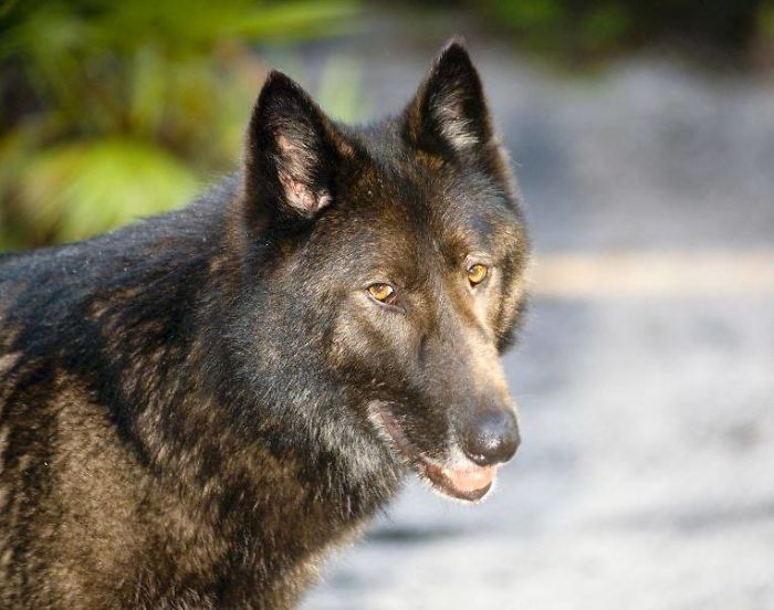 Yuki; The Wolfdog Dumped By Owner At A Kill Shelter, Luckily This Sanctuary Saved Him