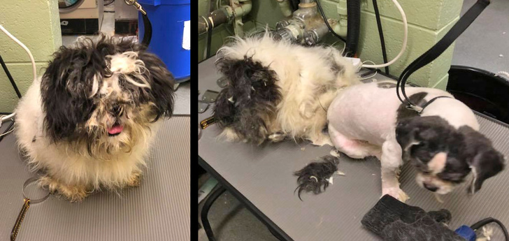 Mark Imhof; A Man Who Helped Shelter Dogs By Giving Them Haircuts and Help Them Find Homes