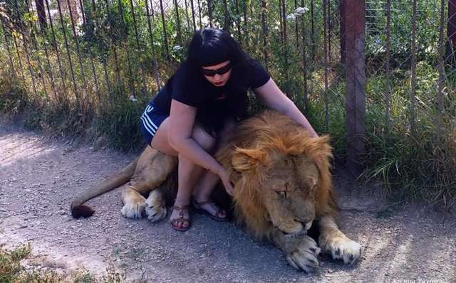 Taigan Safari Park in Crimea Lets Visitors Inside the Lion Enclosure