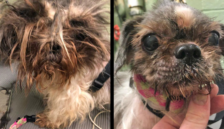 Mark Imhof; A Man Who Helped Shelter Dogs By Giving Them Haircuts and Help Them Find Homes