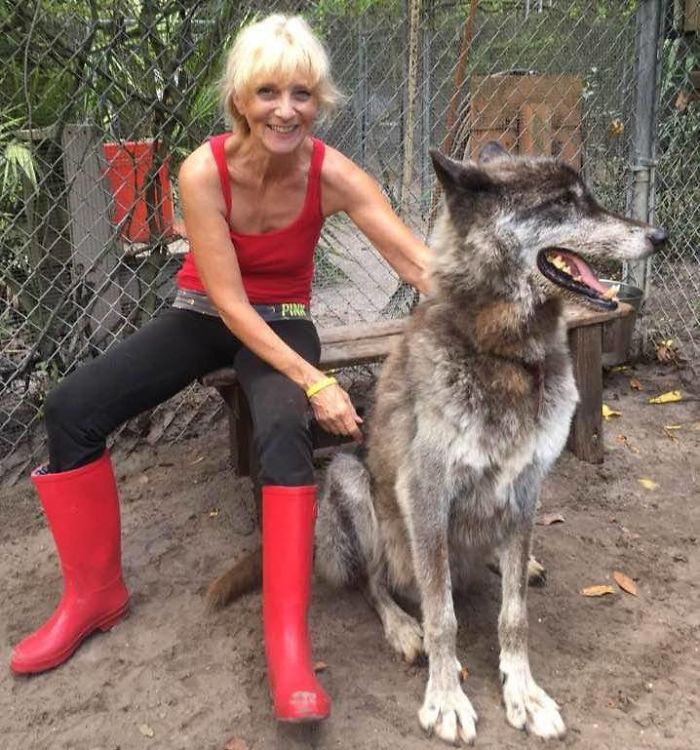 Yuki; The Wolfdog Dumped By Owner At A Kill Shelter, Luckily This Sanctuary Saved Him