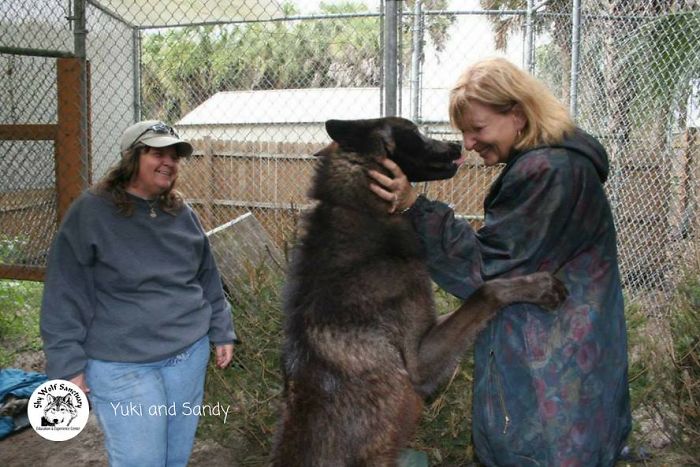 Yuki; The Wolfdog Dumped By Owner At A Kill Shelter, Luckily This Sanctuary Saved Him