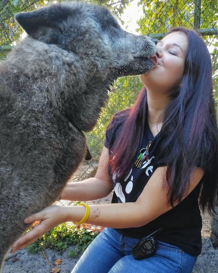 Yuki; The Wolfdog Dumped By Owner At A Kill Shelter, Luckily This Sanctuary Saved Him