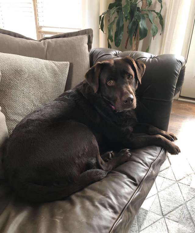 Jason Gasparik; A Man Finds A Lost Dog And Goes Out Of the Way To Reunite It With His Owner