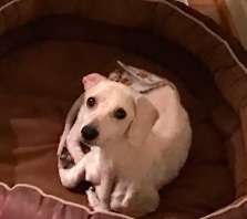 Jordan Knight; Dog Rescued From Puppy Mill Could Only Sleep While Standing Up