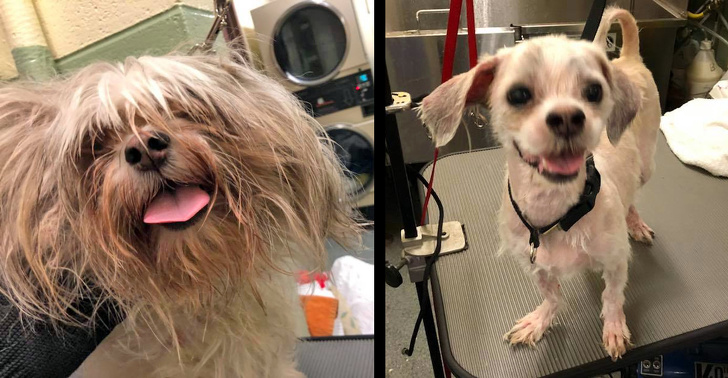 Mark Imhof; A Man Who Helped Shelter Dogs By Giving Them Haircuts and Help Them Find Homes
