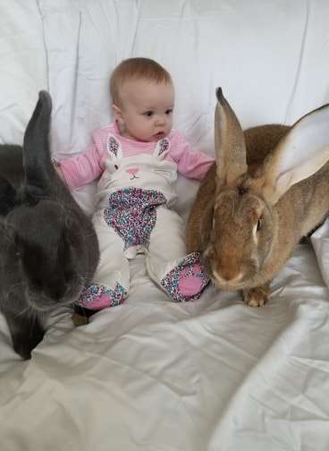 Giant Rabbit Couple Decide To Be In Charge Of The Baby Sister