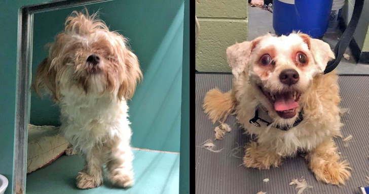 Mark Imhof; A Man Who Helped Shelter Dogs By Giving Them Haircuts and Help Them Find Homes