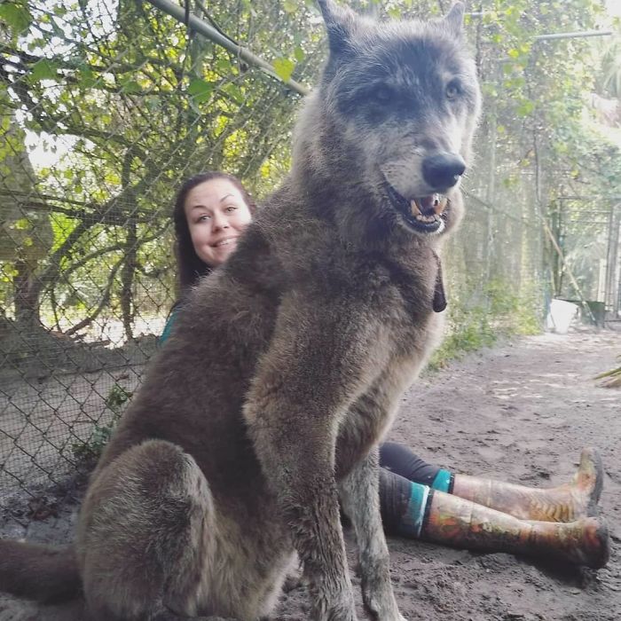 Yuki; The Wolfdog Dumped By Owner At A Kill Shelter, Luckily This Sanctuary Saved Him