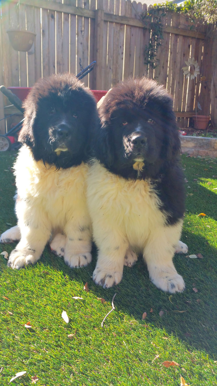 Funny and Cute Photos of Newfoundlands, and Its Crazy How Massive They Are