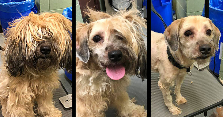 Mark Imhof; A Man Who Helped Shelter Dogs By Giving Them Haircuts and Help Them Find Homes