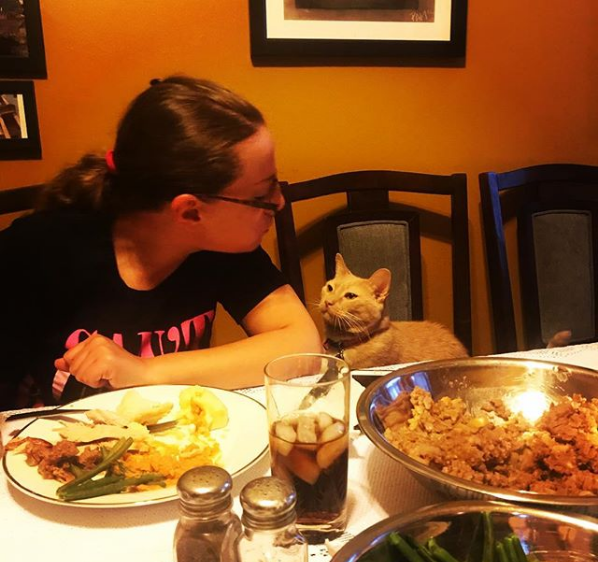 Wacky Felines That Are Purposely Failing at Being Cats