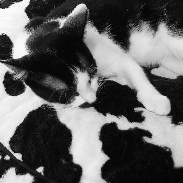 Animals That Are Masters of Camouflage