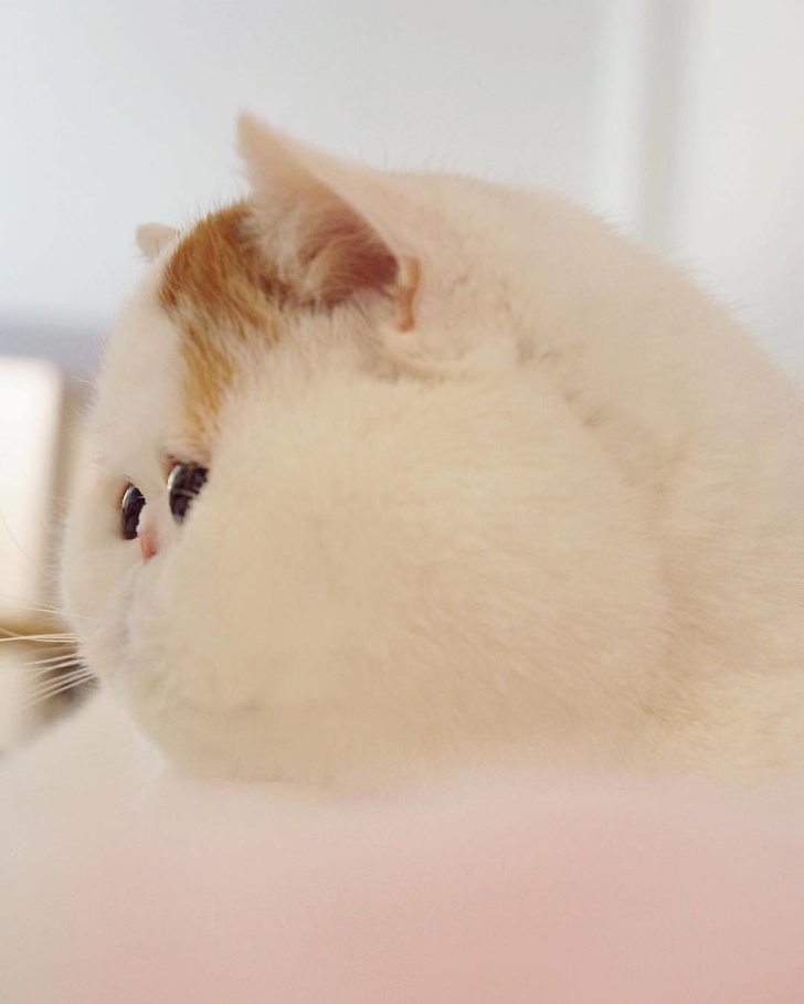 Chubby Animals That Will Shoot Straight In Your Heart