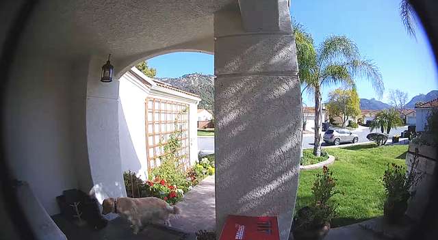 Finnie; the Dog 'Helps' Mom By Stealing Neighbor's Walking Cast