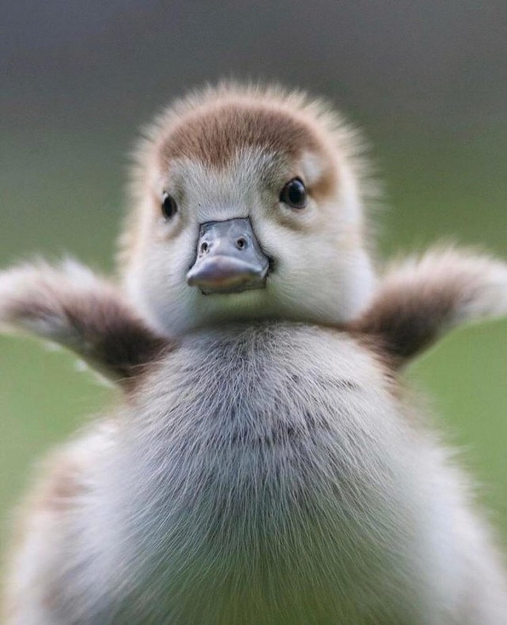 Chubby Animals That Will Shoot Straight In Your Heart