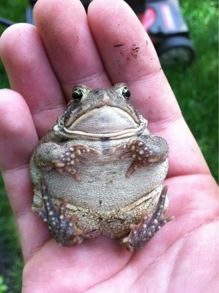 Chubby Animals That Will Shoot Straight In Your Heart